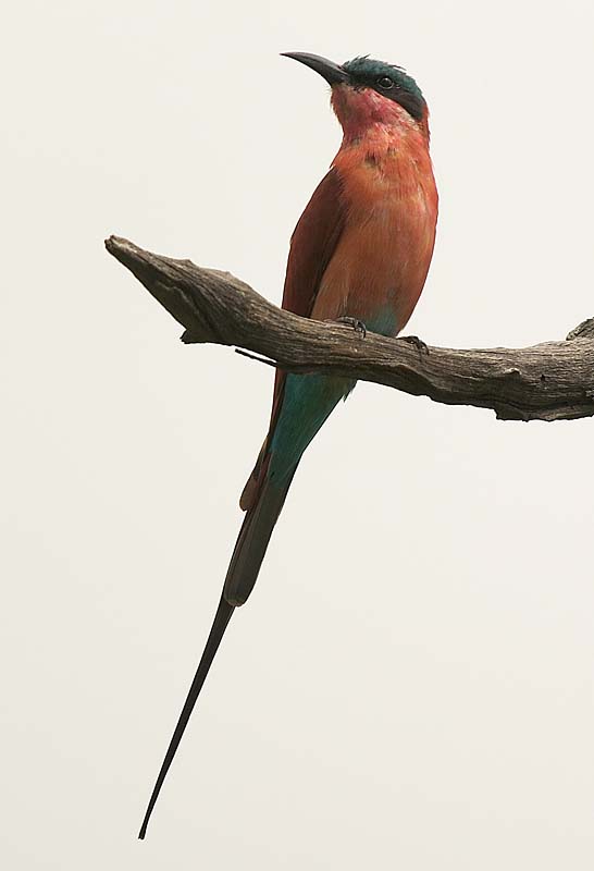 Carmine Bee-eater