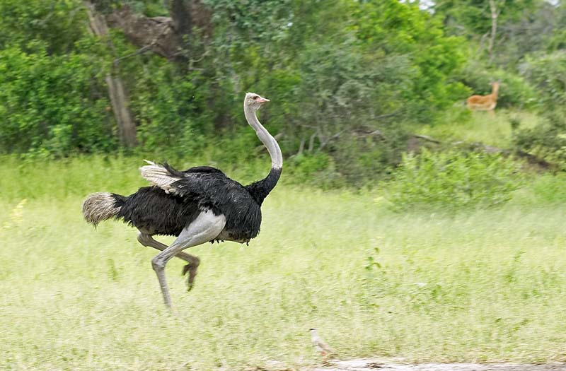 Ostrich