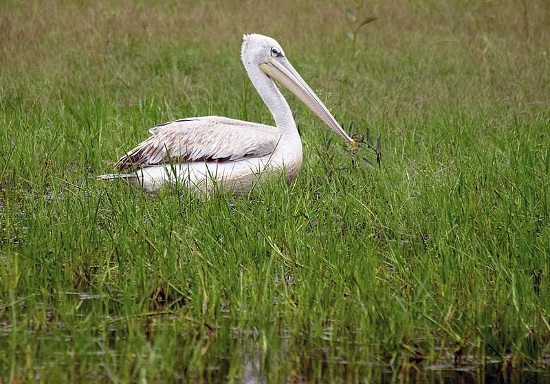 Pelican