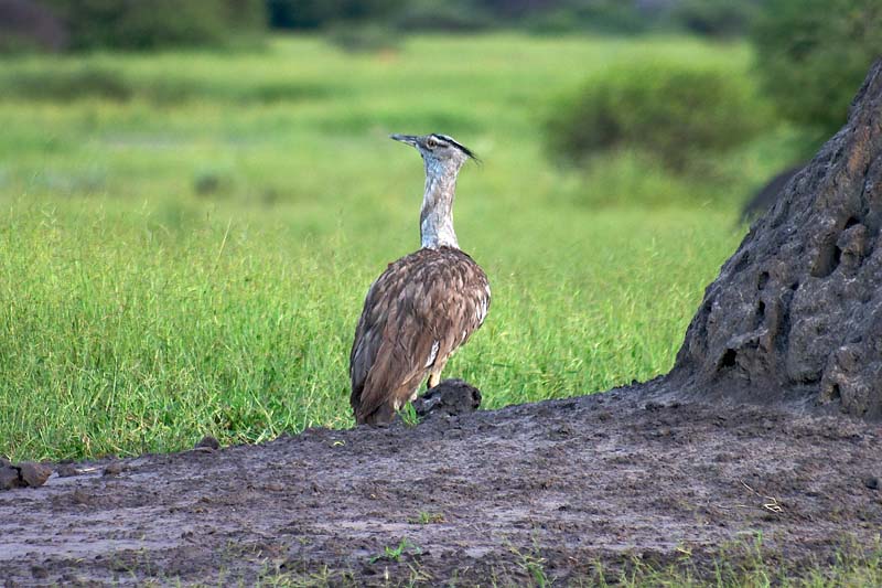 Ruppells Korhaan