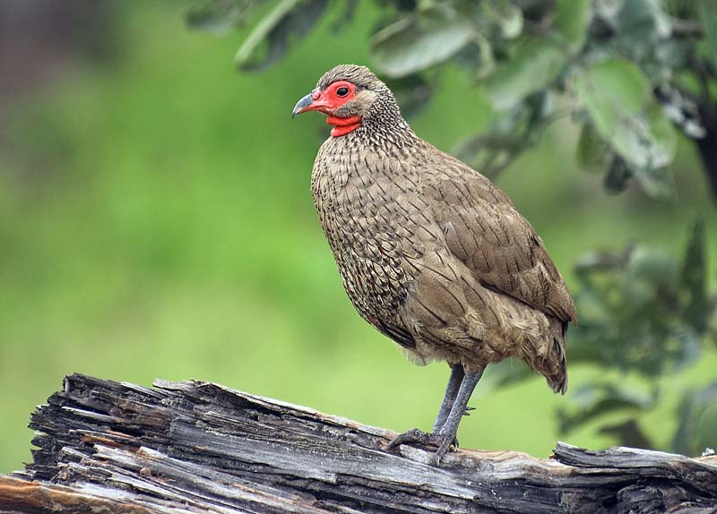 Swinsons Francolin (Spurfowl)