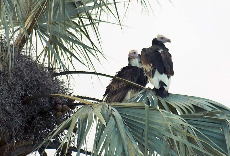 Vultures