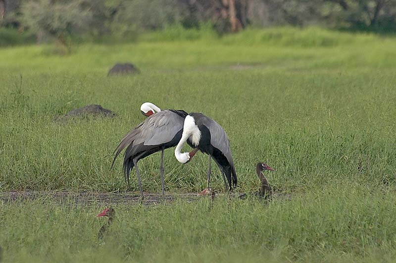 Wattled Cranes