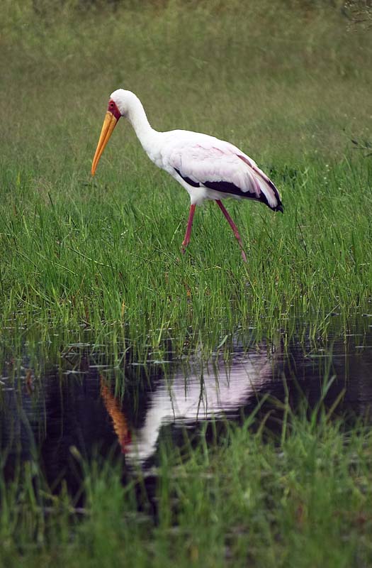 Yellow Billed Stork