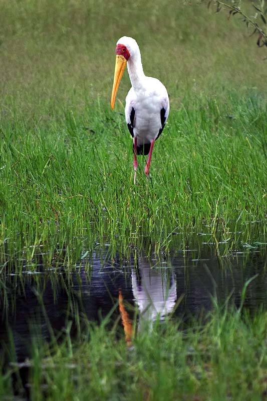 Yellow Billed Stork