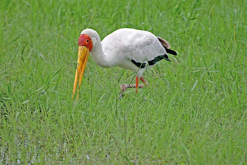 Yellow Billed Stork