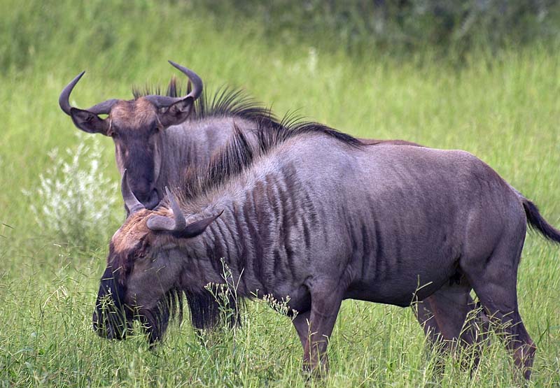 Blue Wildebeest