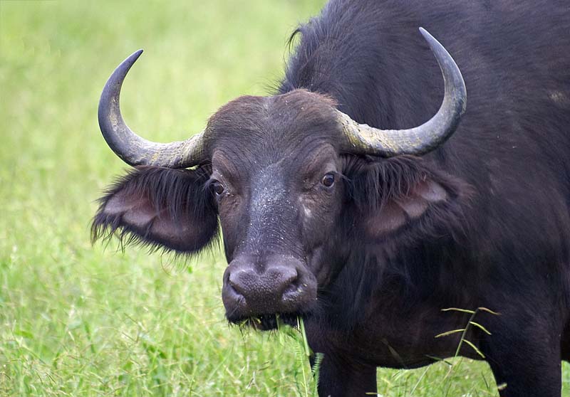 Cape Buffalo