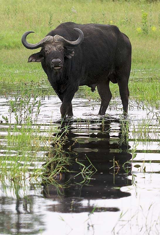 Cape Buffalo