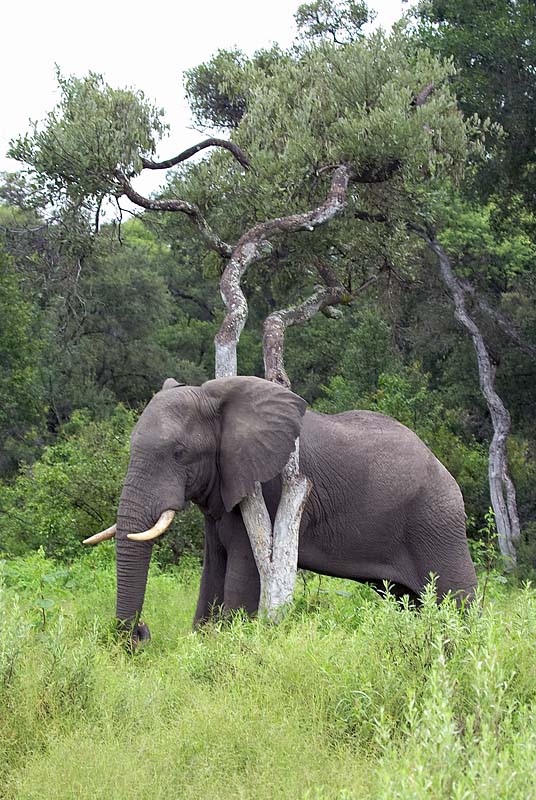 Elephant Scratching