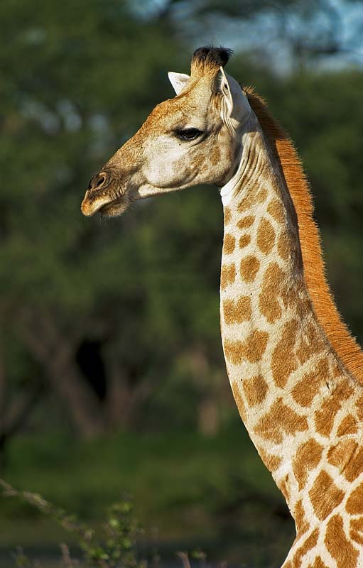 Giraffe