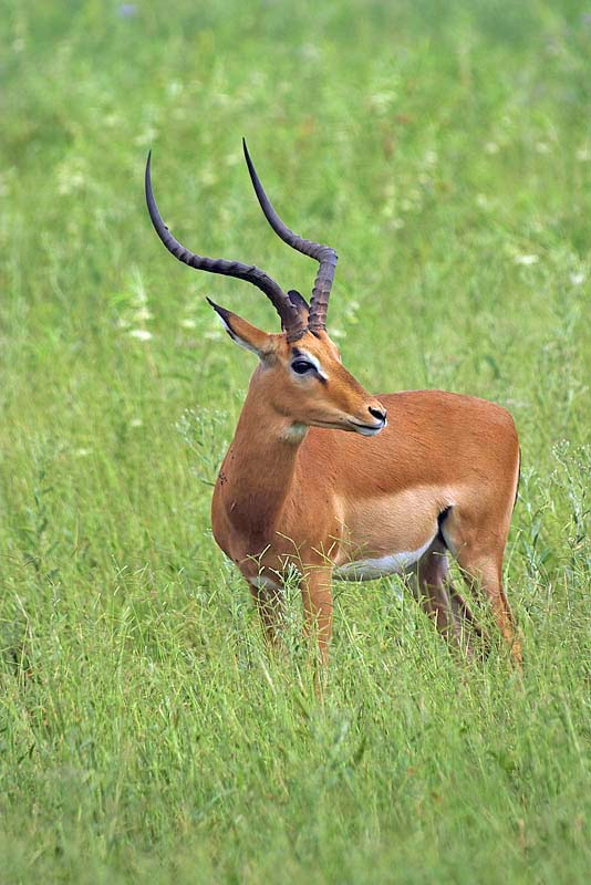 Impala