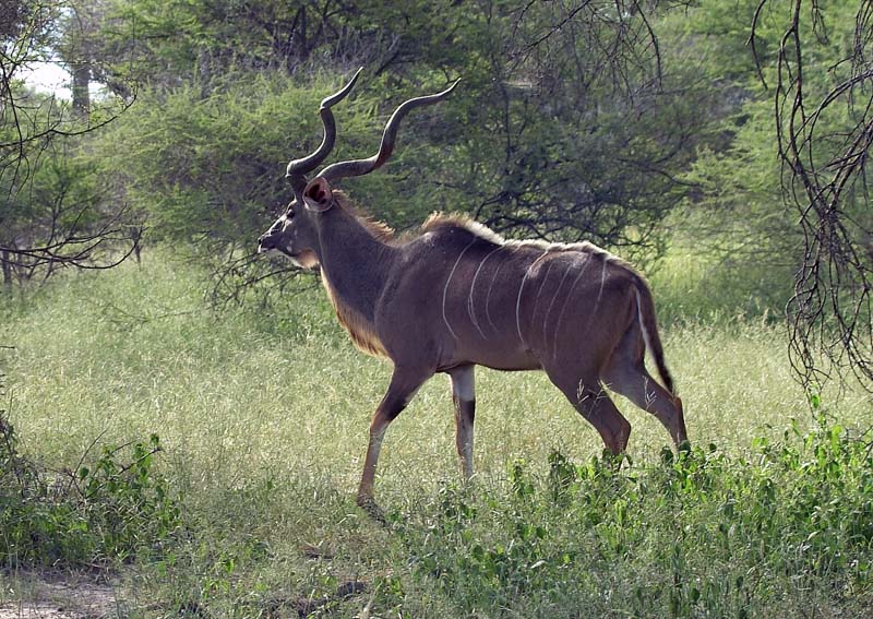 Male Kudu
