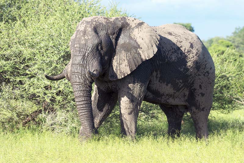 Muddy Elephant
