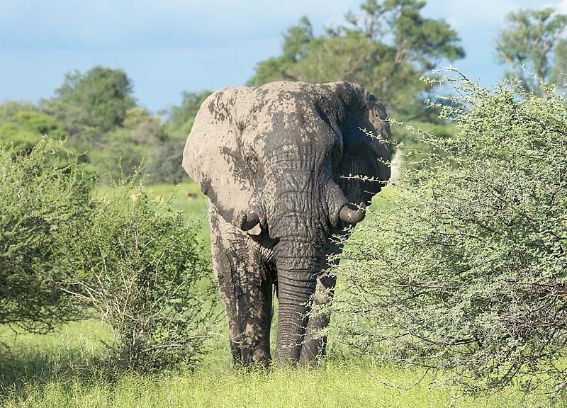 Muddy Elephant