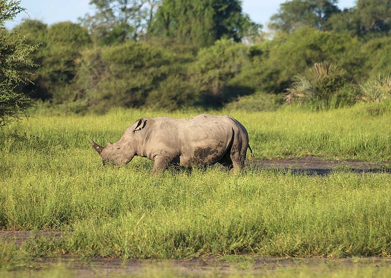 Rhino