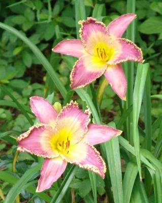 u46/harlene/medium/29982908.dlsea2urchinbkyardfount.jpg