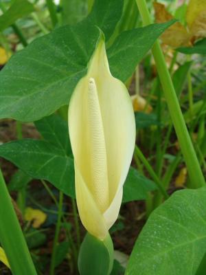 Elephant Ears Bloom