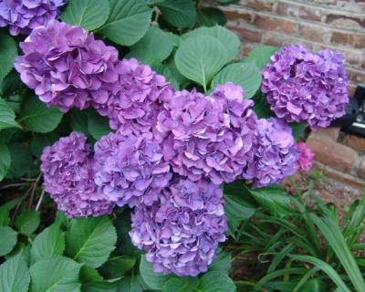 Hydrangea Bush