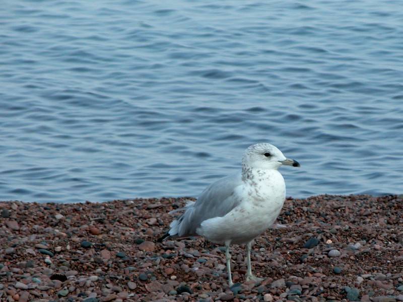 Sea Gull