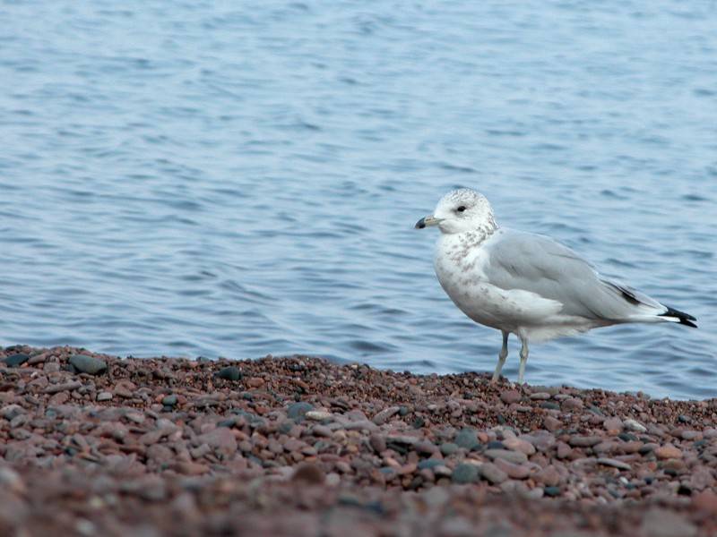 Sea Gull II