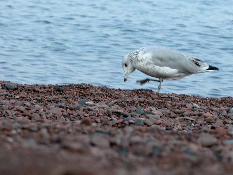 Sea Gull III