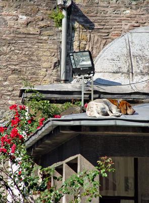 Aya Sofya watchdog watching?