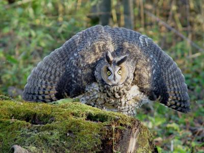 Long-eared Owl