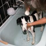 Joop's Dog Log - Friday June 04
