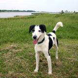 Joop's Dog Log - Saturday June 05