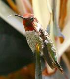 IMG_8604 hummers.jpg