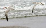 IMG_5427 terns.jpg