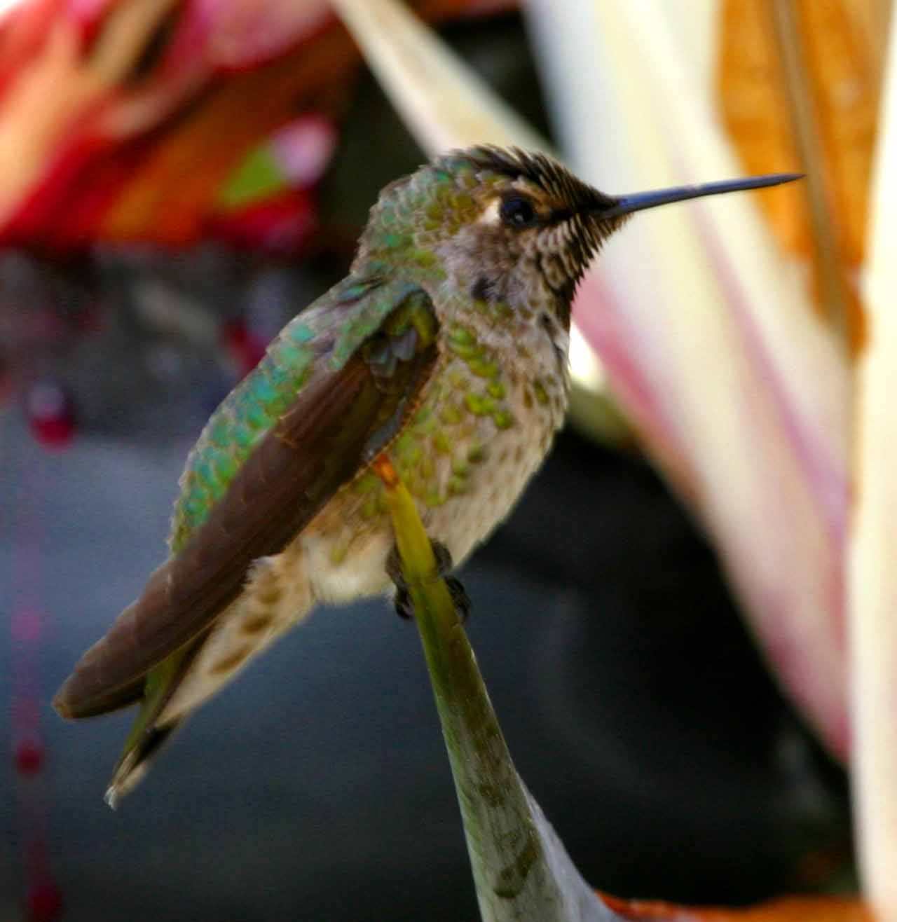 IMG_7945 hummers.jpg