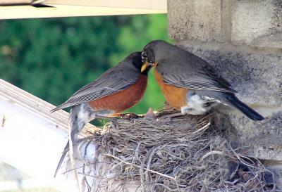  Robins from birth to fledging
