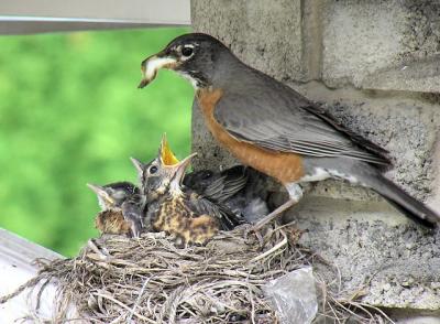 Cleaning the nest out.  May 15/04