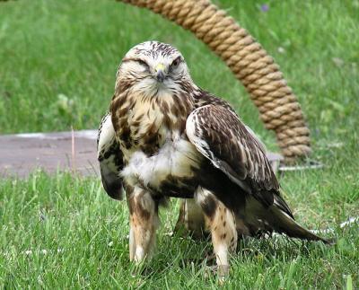 Rough Legged hawk