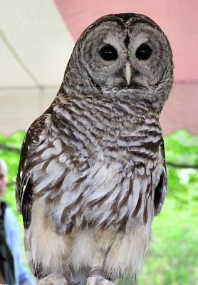 Injured Barred Owl at Magee Marsh