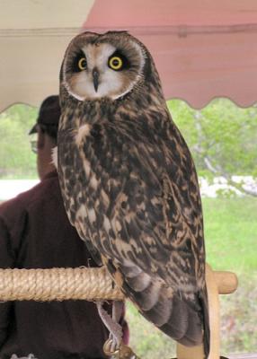 Injured short-eared Owl at Magee Marsh
