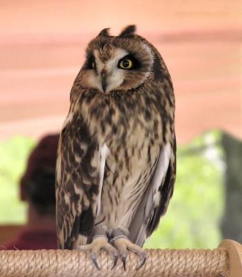 Injured Short-eared owl