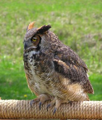 Injured Great Horned Owl