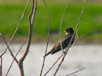  Eastern Kingbird