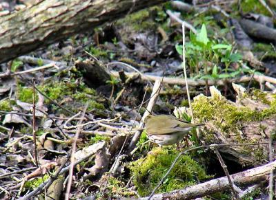 Ovenbird bottoms up!