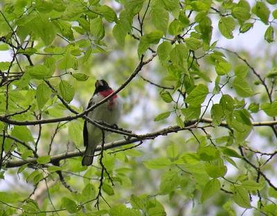 Rose-breasted Grosbeak