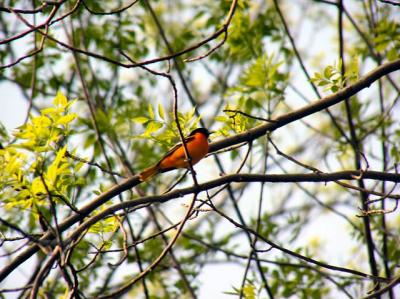 Baltimore Oriole