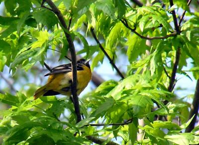 Baltimore Oriole