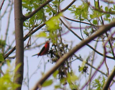 Scarlet Tanager high up in the tree