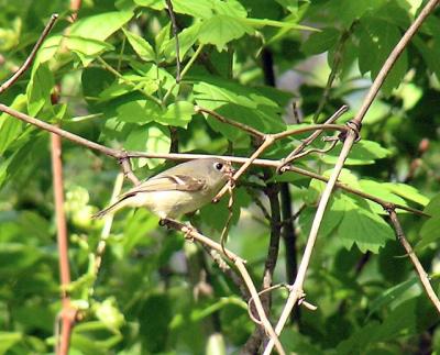 Kinglet