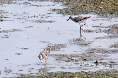 Greater and Lesser Yellowlegs