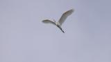 great egret flight