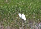 Great Egret with frog.jpg